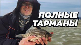 Ловля крупного карася весной на мормышку, последний лед. Тарманы, Тюмень. Рыбалка 2022