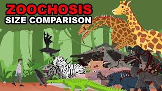 Zoochosis & Normal Animal Size Comparison | Zoochosis Animation