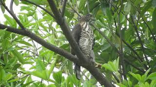 20180426 永祥公園鳳頭蒼鷹 – 3