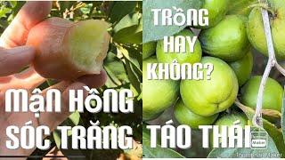 Có Nên Trồng Táo Thái Và Mận Hồng Sóc Trăng Hay Không? Tt768