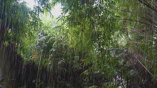 竹林里的细雨，柔和不刺耳的雨声，雨声入睡，雨声助睡眠，下雨声，白噪音，冥想，学习，放松。 -Rain sounds for sleeping