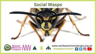 Social Wasps