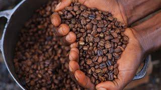 Arabica Coffee Experience in East Africa - How a Cup of Coffee is Made in Uganda