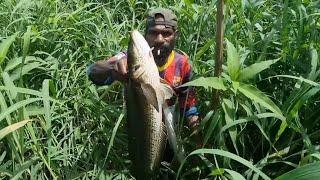 Archery of large snakehead fish. Part=01