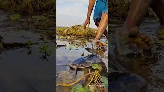 Amazing Hand Fishing Rural Natural Place  #handfishing  #bestfishingtechniques #fishingmethods