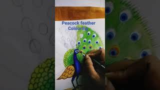 Peacock Feather Colouring