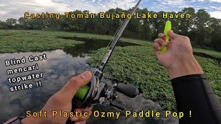 Blind Cast mencari Toman Bujang Lake Haven, Toman rakus topwater explosion!