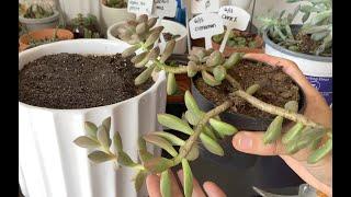 Why is my succulent stretched out? A guide for reviving etiolated plants