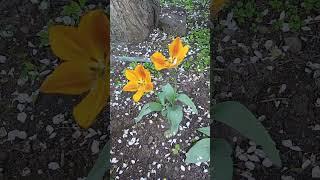 Flowers #nature #bloom #joyoflife