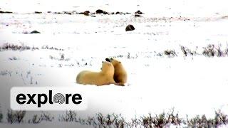 Snuggling 101:  Polar Bear Style