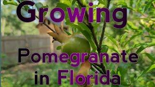 Growing pomegranate in Florida.