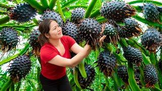 AMAZING! Harvesting Dragon Scale Fruit - The fruit that you eat causes your mouth to become black