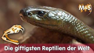  Die giftigsten Reptilien der Welt | Top 5 