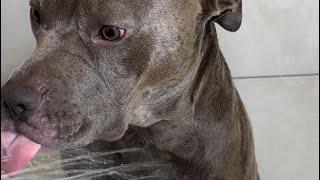 Dog Bath ASMR 🫧 #dogbath #asmr #satisfying #pitbull #viral #shorts