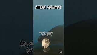 조금 비싼 캣타워