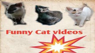 Cats Video Funny || #funnycats  | @Setia Channel 04