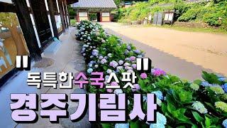 [4K]경주 기림사 수국/기림사 수국 개화상황/경주 가볼만한 곳/경주 사찰