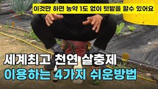 123.세계에서 인정받는 천연 살충제를 직접 만드는 4가지 쉬운 방법입니다