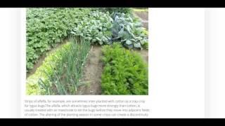 Traditional Permaculture Pest Control Methods