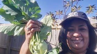 Garden tour,  big harvest, freeze prep & new garden hose.