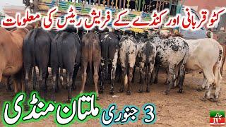 Multan Cow Mandi Fresh Latest Update Video | Cholistani Ablk Nukre Sahiwal Bachre | Cow Mandi 2024