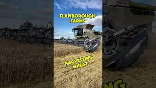 Two CLAAS 8900 Lexion at Flawborough Farms Harvesting Wheat #wheatharveat