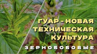 Гуар.  Что такое гуар и с чем его едят