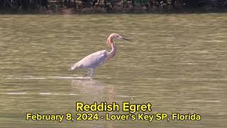 Species Spotlight - Reddish Egret