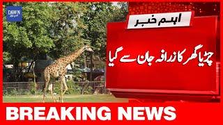 Breaking News: Giraffe Dies In Lahore Zoo  | Dawn News