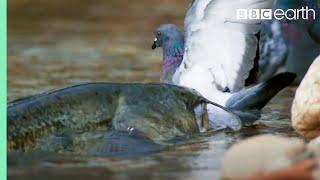 The Fish That Hunts Pigeons | Planet Earth II | BBC Earth