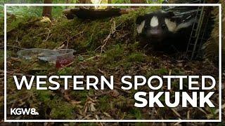 OSU researchers study western spotted skunk