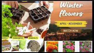 Winter Flowers Seeds: A Guide to Planting and Growing