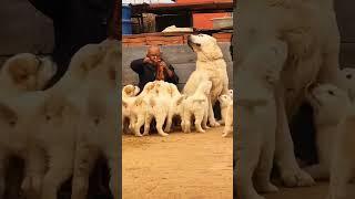 В Таджикистане вывели новую породу собак!