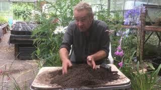 How to pot on dierama seedlings at stinky ditch nursery July ‘19