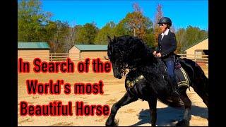 WORLDS Most Beautiful HORSE-Friesian Stallion!!