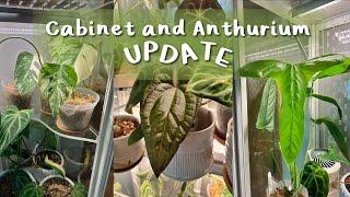 chill & chatty plant chores | updating on new plants & watering the cabinet