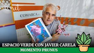 Momento prunus |  ESPACIO VERDE con Javier Carela 07/03/2025