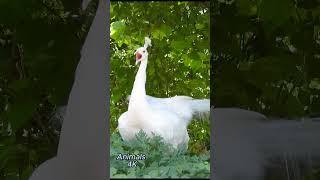 White Peacock