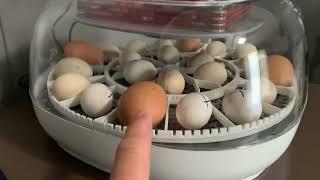 Incubating chicken eggs for the first time