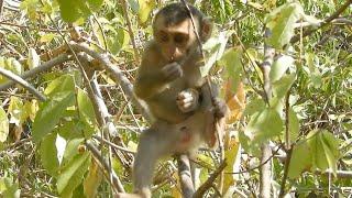 Kamilex Can find food on their own after being born for many months \ Monkey baby cute