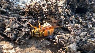 Finding a Queen Yellow Jacket Hibernating - Keeping Wasps as Pets