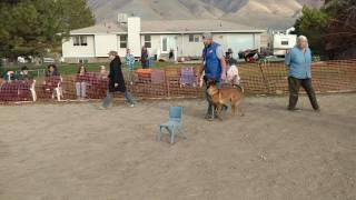 Idole and David competition obedience. Incredible!