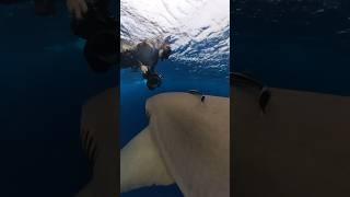 Bumped by a shark in open ocean 