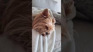 Yorkshire Terrier Sleepy  #yorkie #shorts