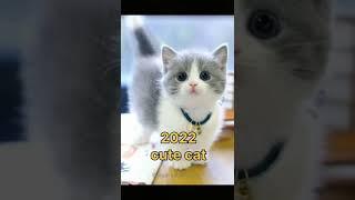 2022 cute cat and edit cat /mfy #anu king #shorts