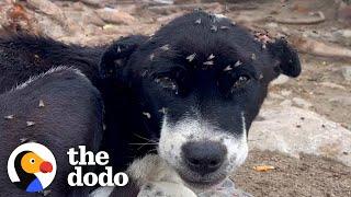 No One Wanted This Puppy Covered In Flies | The Dodo