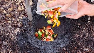 Just Bury Food Scraps Under Your Plants and This Happens