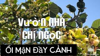 Cám Ơn Chị Ngọc Đã Chia Sẻ Cách Trồng Ổi Đài Loan 0 Hạt Và Mận Hồng Đào tt733