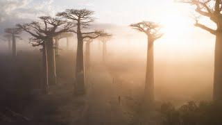 Majestic Ancient Trees in Madagascar Stand Up to 100 Feet Tall