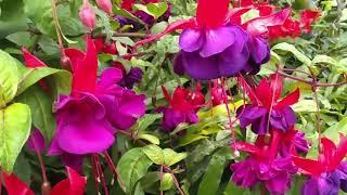 Fuchsia Pruning and Care Tips